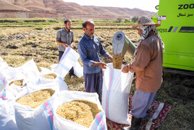 برداشت برنج - میانه