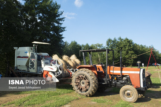 جشن خرمن؛ شکرانهی برداشت برنج