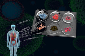 ارگانوئیدها می‌توانند آینده پزشکی را متحول کنند