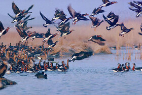 آذربایجان‌غربی سالانه میزبان  بیش از ۲۰۰ گونه پرنده مهاجر است