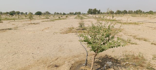 احداث ۴ هکتار باغ الگویی کنار پیوندی در شهرستان زرآباد