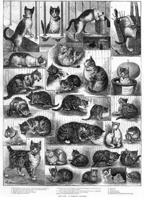 نقاش گربهها که به دلیل بیماری روانی تا آخر عمر بستری بود