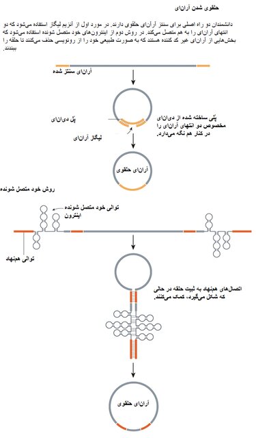 حلقه‌های آران‌ای می‌توانند تبدیل به داروی پرفروش بعدی شوند