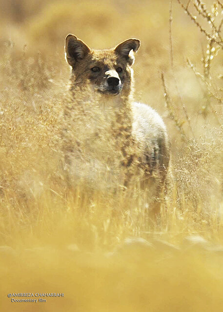 پخش تصاویری از پلنگ ایرانی برای نخستین بار در یک مستند