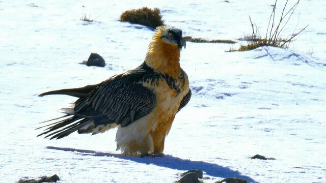 پخش تصاویری از پلنگ ایرانی برای نخستین بار در یک مستند