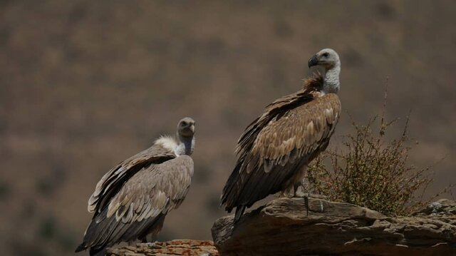 پخش تصاویری از پلنگ ایرانی برای نخستین بار در یک مستند