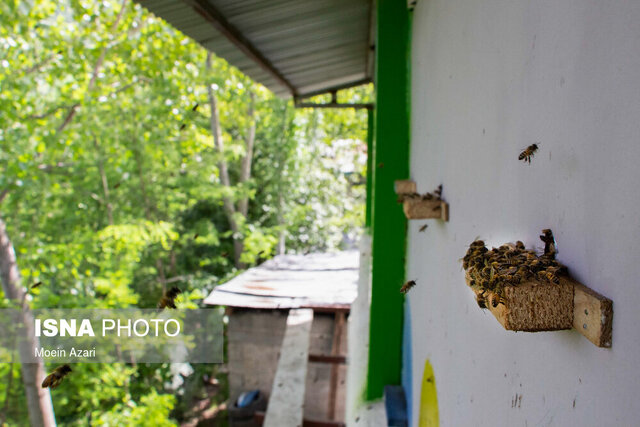 از آغاز برداشت زیتون روغنی تا آمارگیری کلنیهای زنبور عسل در گیلان