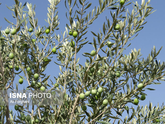 از آغاز برداشت زیتون روغنی تا آمارگیری کلنیهای زنبور عسل در گیلان