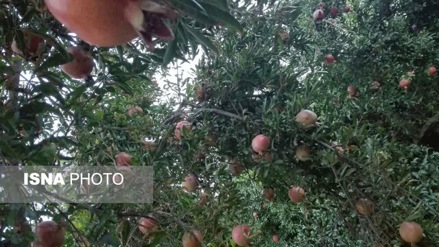 برنامههای جدید فرماندار سیروان برای منطقه عربرودبار