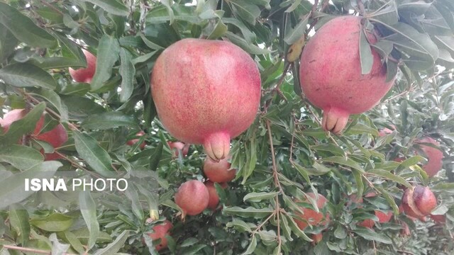 باغات یاقوت سرخ در عرب رودبار