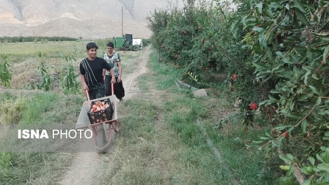 باغات یاقوت سرخ در عرب رودبار