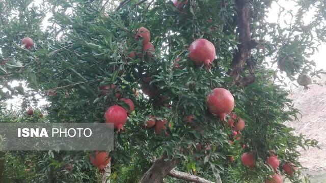 باغات یاقوت سرخ در عرب رودبار