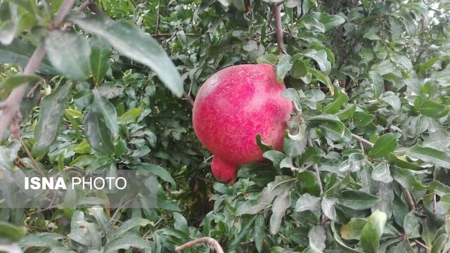 باغات یاقوت سرخ در عرب رودبار