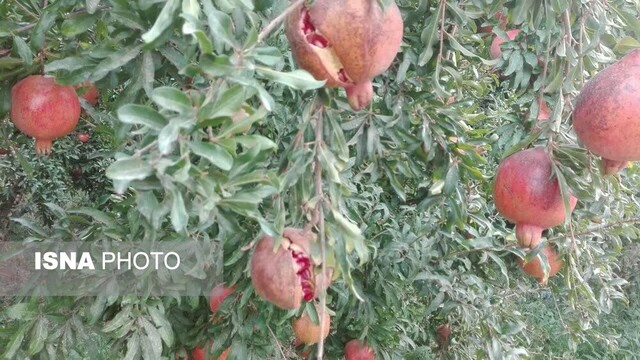 باغات یاقوت سرخ در عرب رودبار