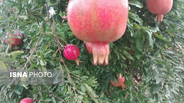 باغات یاقوت سرخ در عرب رودبار