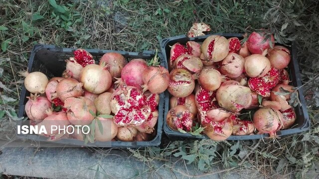 باغات یاقوت سرخ در عرب رودبار