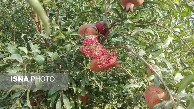 باغات یاقوت سرخ در عرب رودبار