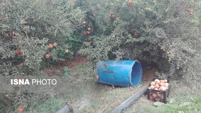 باغات یاقوت سرخ در عرب رودبار