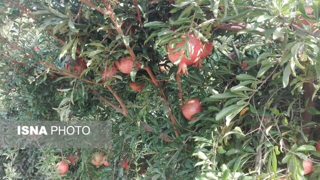 باغات یاقوت سرخ در عرب رودبار