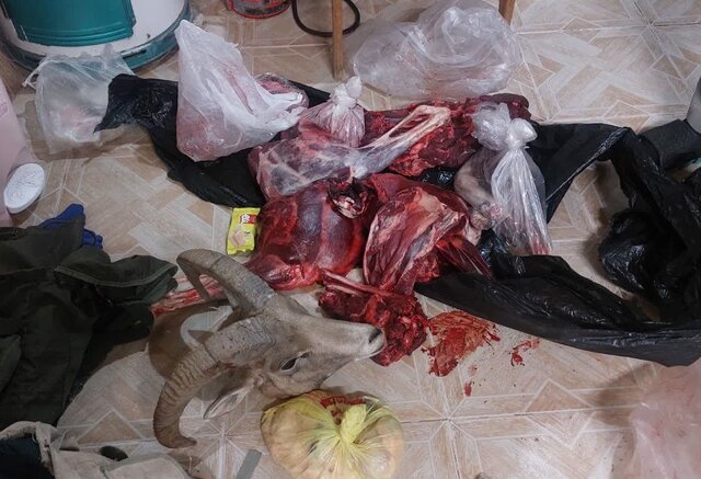 کشف ۷ لاشه از شکارچیان استان سمنان در روزهای آخر هفته/ کشف ۳ قوچ از خورجین موتورسوار