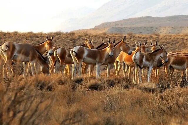 «منطقه حفاظتشده زیستکره توران» آخرین وضعیت «توران» و «راه ابریشم»