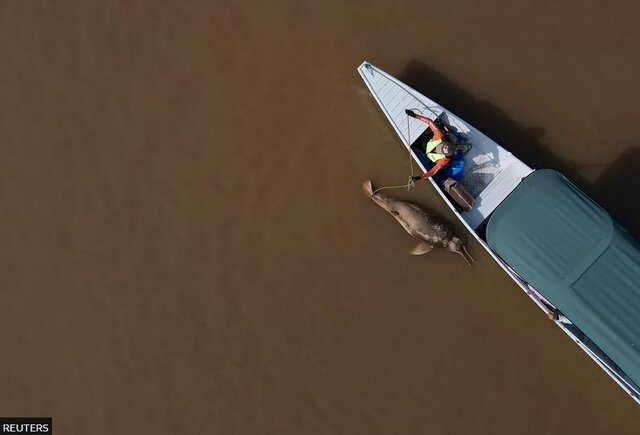 خشکسالی آمازون به روایت تصویر؛ قایقهای بهگِل نشسته و ماهیهای مرده