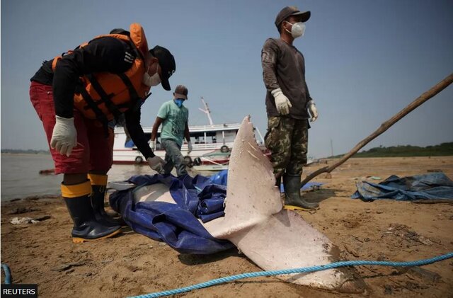 خشکسالی آمازون به روایت تصویر؛ قایقهای بهگِل نشسته و ماهیهای مرده