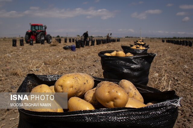 ایران دیگر نیازی به واردات بذر سیب‌زمینی ندارد
