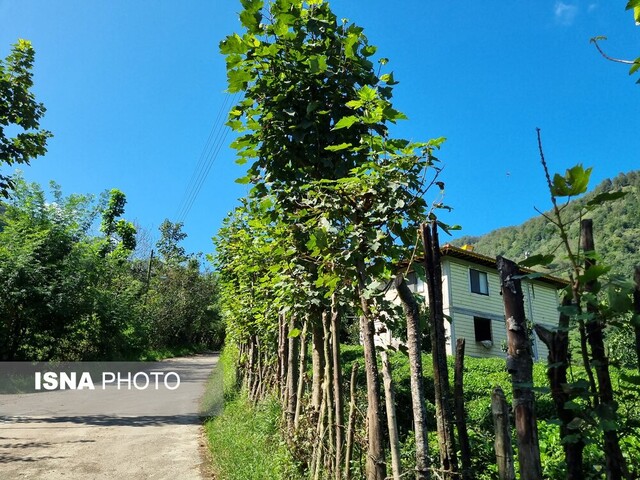 بر فراز "رانکوه" با موتور ییلاق ۱۱+ تصاویر