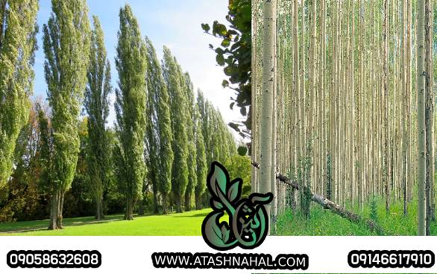 طلای سبز، نهال اصلاح شده گردو، از سال دوم حداقل باردهی ۱۰ کیلو