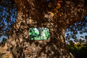 قبرستان باستانی روستای شهنشاه