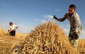 افزایش استقبال کشاورزان خراسان شمالی از بیمه کشاورزی