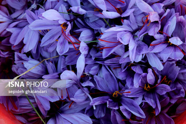 خراسان جنوبیها این روزها زر برداشت میکنند