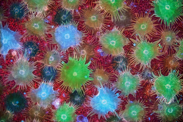 کُرکهای موجود روی برگ درخت سنجد برندگان رقابت عکاسی «جهان کوچک نیکون» در سال ۲۰۲۳ اعلام شدند