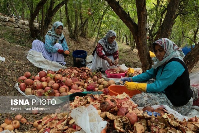 بخشی از امنیت غذایی کشور در گیلان تامین میشود