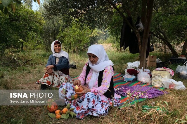 بخشی از امنیت غذایی کشور در گیلان تامین میشود