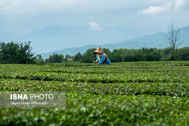 یک غنچه در بهار ۶۰ درصد چای ممتاز میدهد