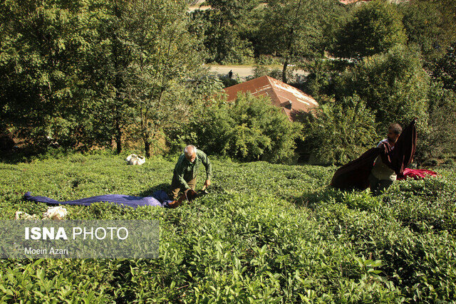 یک غنچه در بهار ۶۰ درصد چای ممتاز میدهد