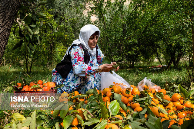 تکلیف مجلس به وزارت کشاورزی برای تدوین برنامه توسعه مشاغل خُرد روستایی