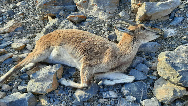 عکس تزئینی ست کشف لاشه دو راس کل وحشی از شکارچیان آرادانی