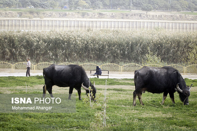 سرمایهگذاران به صنعت گاومیشداری ورود کنند/ بازارپسندی فرآوردههای گاومیشهای کم توقع