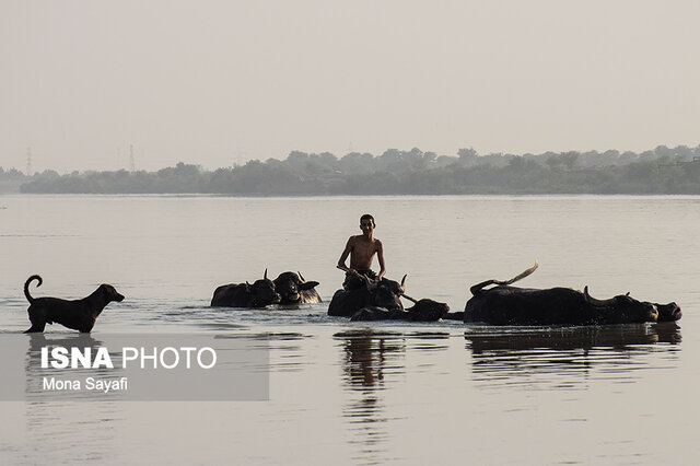 سرمایهگذاران به صنعت گاومیشداری ورود کنند/ بازارپسندی فرآوردههای گاومیشهای کم توقع