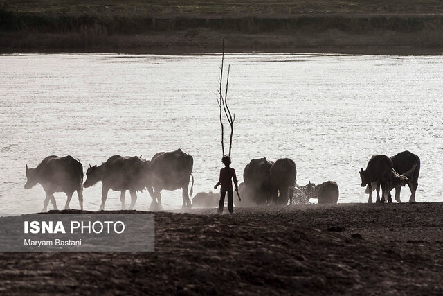 سرمایهگذاران به صنعت گاومیشداری ورود کنند/ بازارپسندی فرآوردههای گاومیشهای کم توقع
