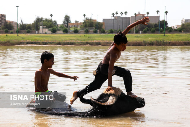 سرمایهگذاران به صنعت گاومیشداری ورود کنند/ بازارپسندی فرآوردههای گاومیشهای کم توقع