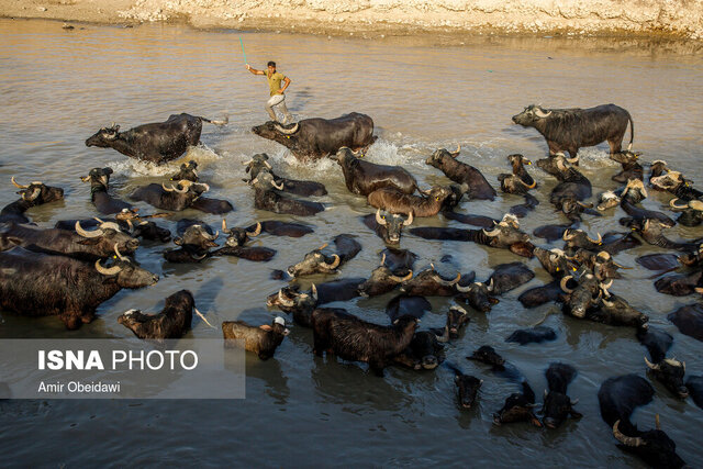 سرمایهگذاران به صنعت گاومیشداری ورود کنند/ بازارپسندی فرآوردههای گاومیشهای کم توقع