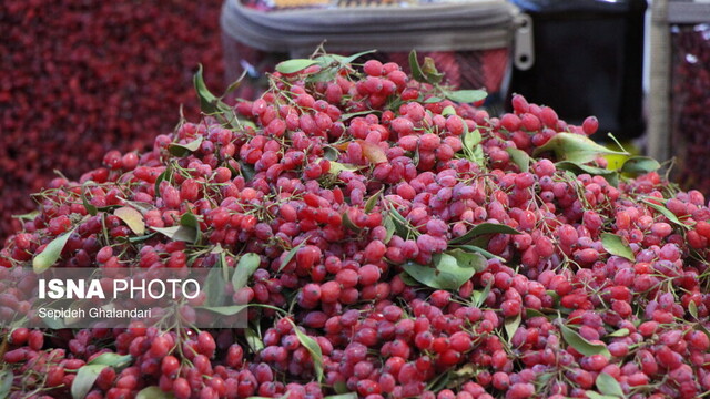 افتتاح نمایشگاه محصولات و عکس زرشک در بیرجند