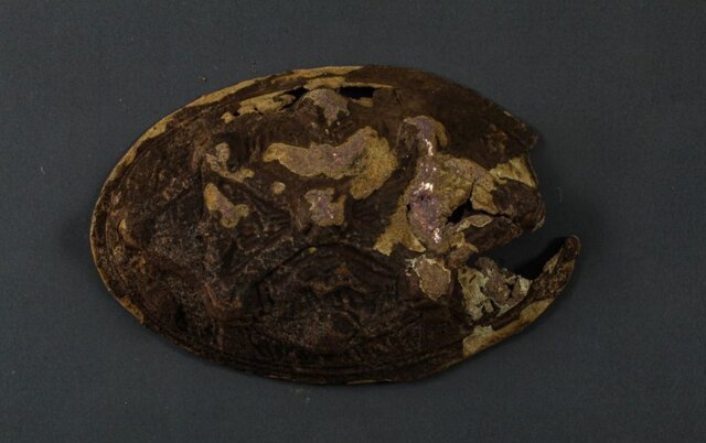 کشف غافلگیرکننده در حیاط خانه