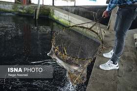 صادرات بیش‌از یک‌هزار تن ماهی به کشورهای روسیه، عراق و آذربایجان