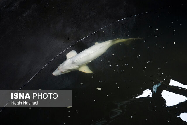 ۱۸ هزار تن محصولات شیلاتی از گیلان صادر شد