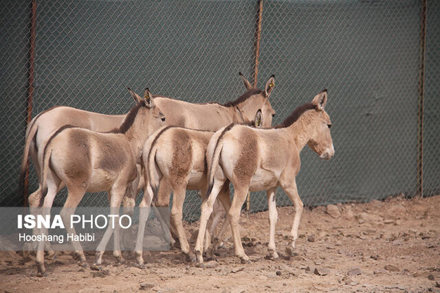 تولد خارج از فصل زایش ۲ کره گور ایرانی در پارک ملی کویر